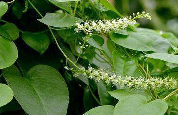 探索神秘的菱薯（揭开菱薯的植物谜团）