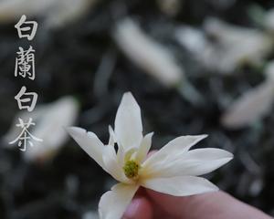 白茶花的花语——美丽、纯洁与祝福（一朵花开出的深情）