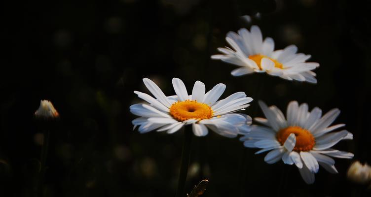 白晶菊花语的深刻意义（探索白晶菊花语的美丽故事）