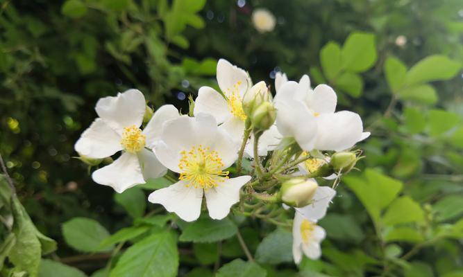 白蔷薇的花语与意义（探究白蔷薇的寓意与象征）