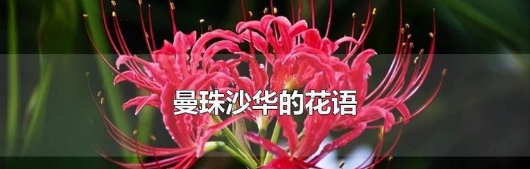 白色彼岸花花语的深意（寄托哀思与希望——白色彼岸花的意义和象征）