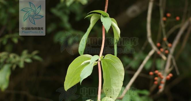 忍冬和冬青，你知道它们是一种植物吗（了解忍冬和冬青的特点和区别）