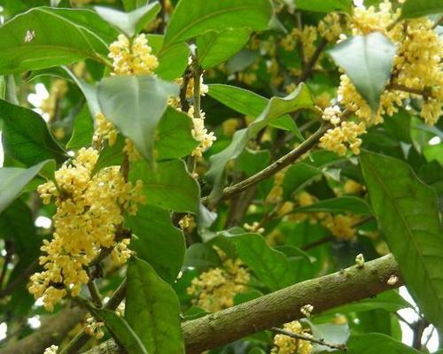 日香桂的花期特点（一年开花多少次）