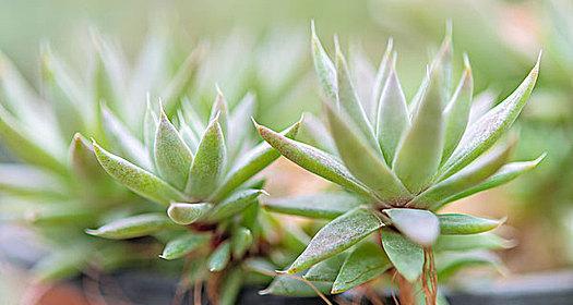 美食之花（从菜肴到药用）