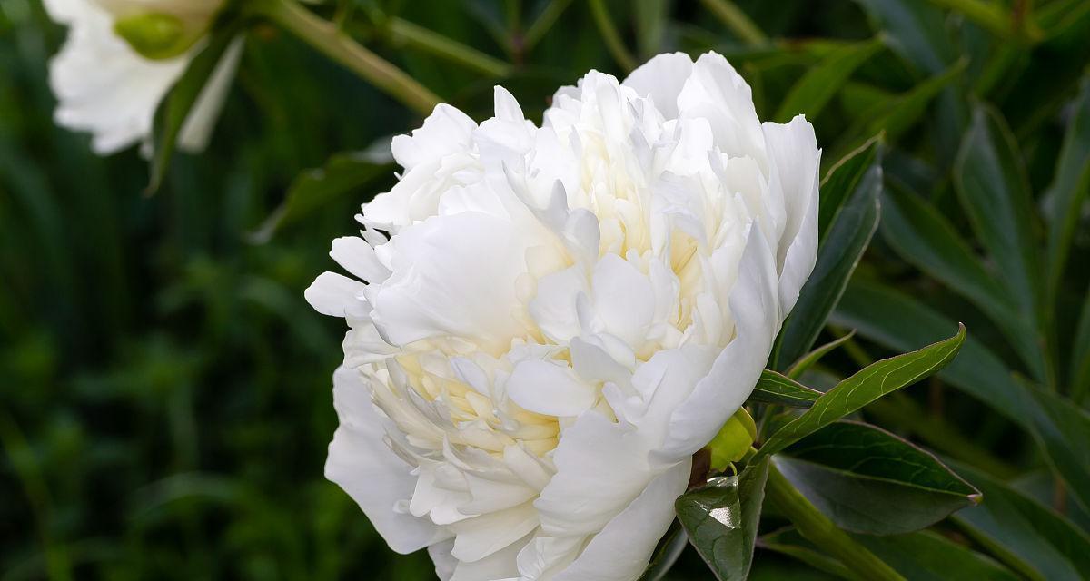 白牡丹的花语与含义（探索白牡丹的美丽与神秘）