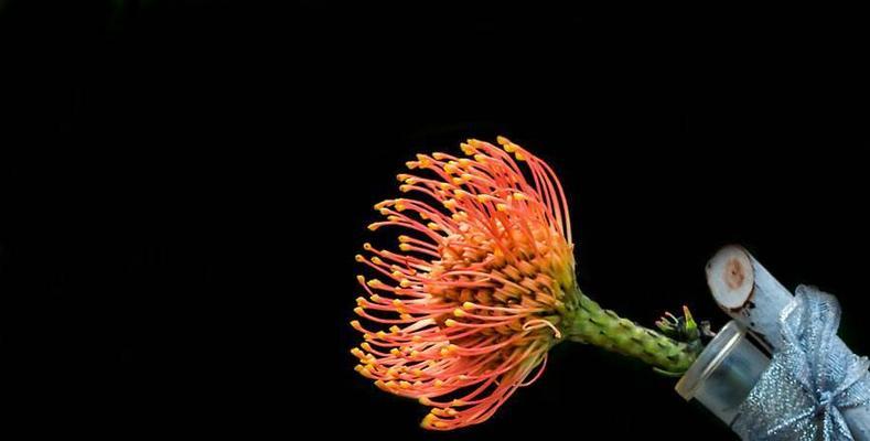 帝王花的花语——繁荣与尊贵（帝王花）