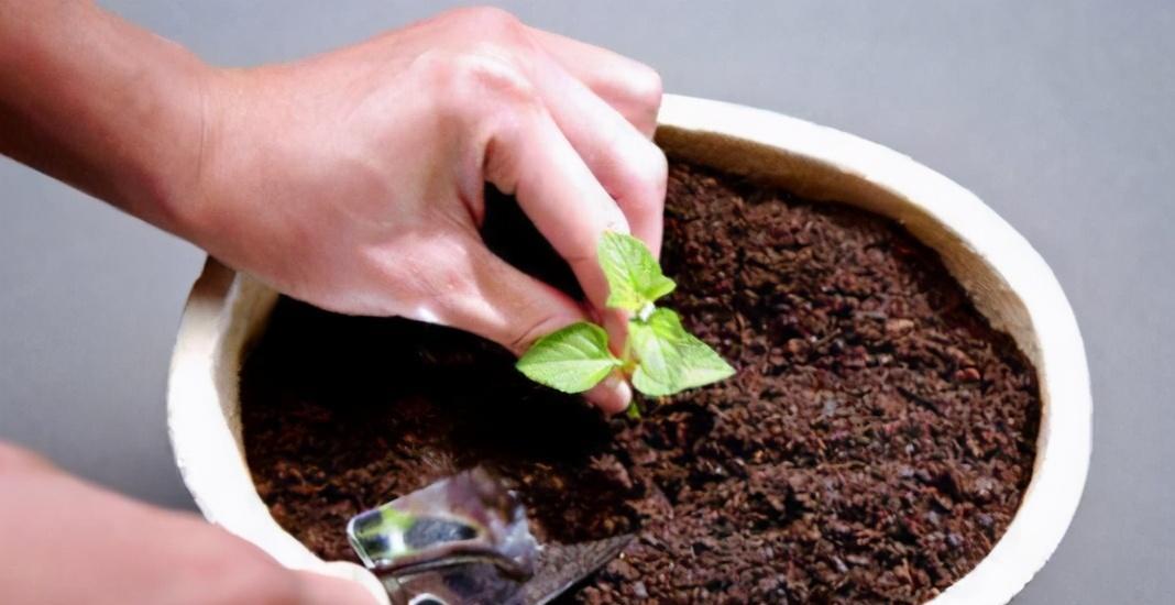 茶叶水浇花，有效养护植物（哪些植物适合用茶叶水浇）