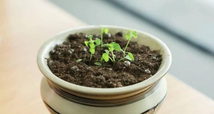 怎么种植才能让桃核快速发芽（桃核发芽的步骤和技巧）