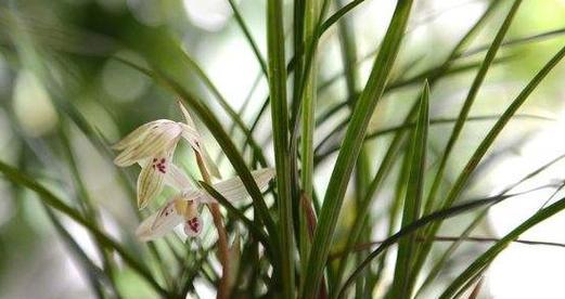 白兰花的室内养护（打造生态室内花园）