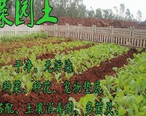 仙人球的养护和种植指南