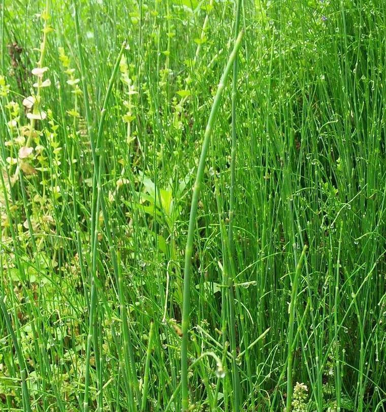 草是草本植物吗（探寻草的分类与特征）