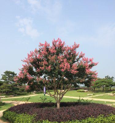 夏季开花树种全解析（品尝盛夏花海的独特魅力）