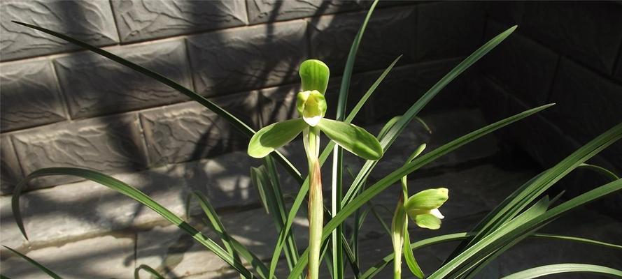 米兰花的开花周期（一年开几次花）