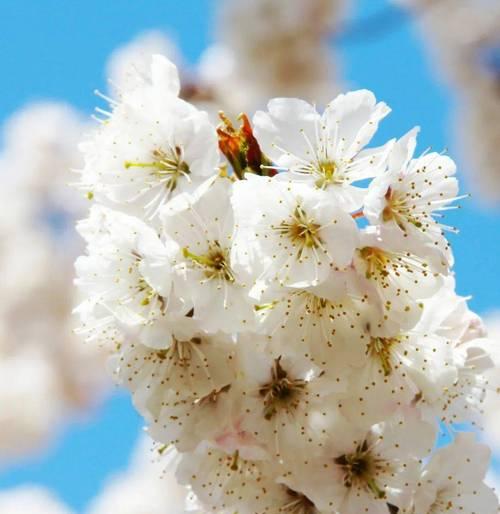 樱桃花的花语——唤醒春天的美丽（樱桃花的花语传递幸福与爱意）