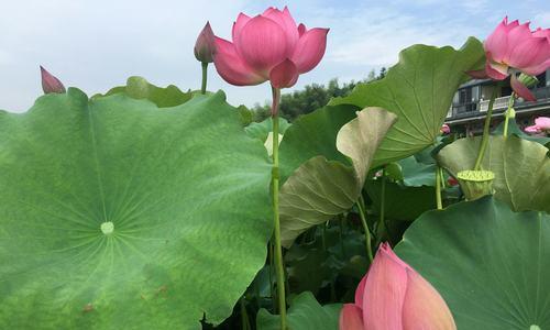 荷花的花语与美丽之融合（探寻荷花花语的深刻寓意）