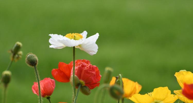 虞美人花的花语及意义解析（揭秘虞美人花的花语）