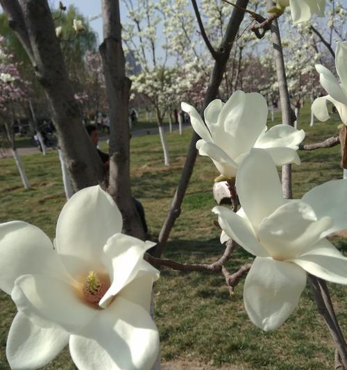 玉兰花之色彩花语（探索不同颜色玉兰花的含义与象征）