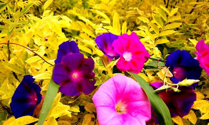 圆叶牵牛花的花语与寓意（神秘迷人的圆叶牵牛花）