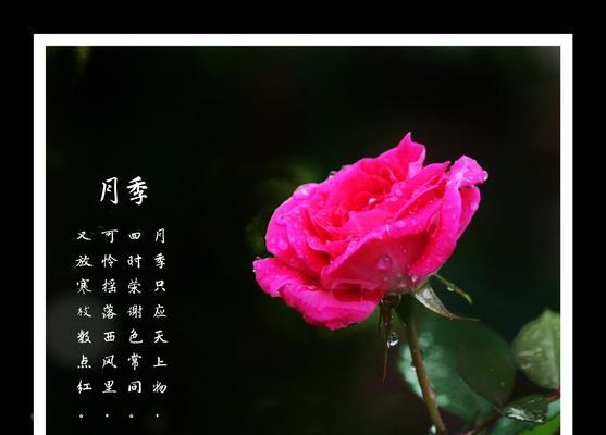 月季花的花语与心灵治愈（探索花海中的情感语言）