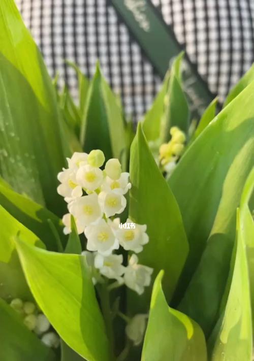 钤兰花（神秘花语与传奇魅力）