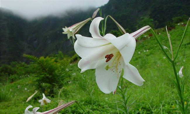 百合花——友谊长存的象征（以花寄意）