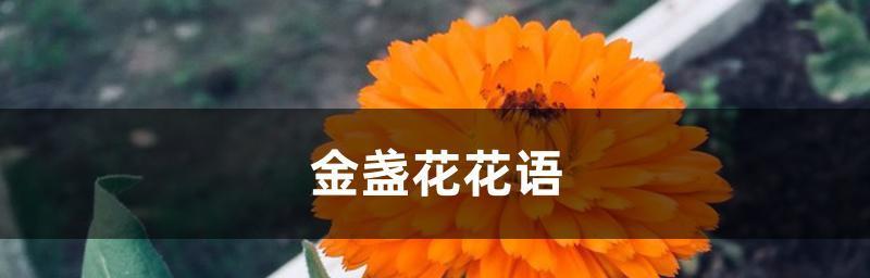 花语之美——用花言传递心意（借助花语）