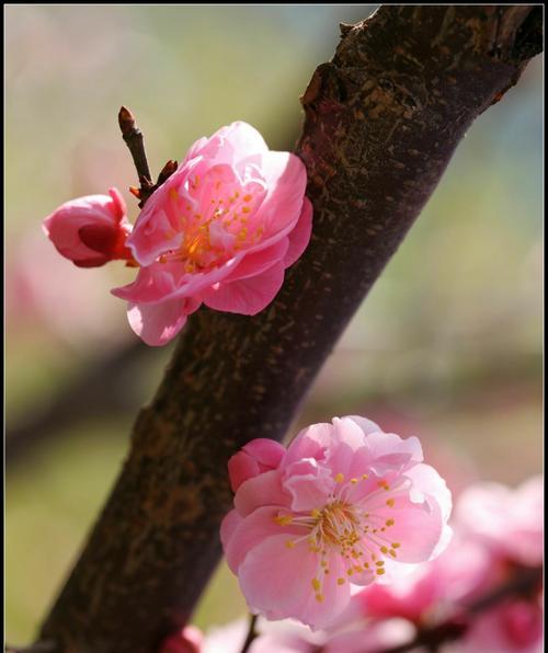 梅花之美（春寒料峭中绽放的幸福花朵）