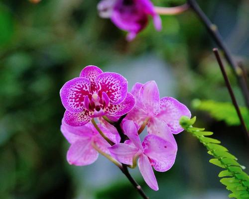 台湾蝴蝶兰花语的美丽启示（魅力无限的台湾蝴蝶兰）