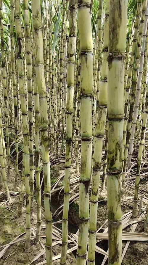 甘蔗苗种植月份选择（农民应该了解的甘蔗苗种植月份选择要点）