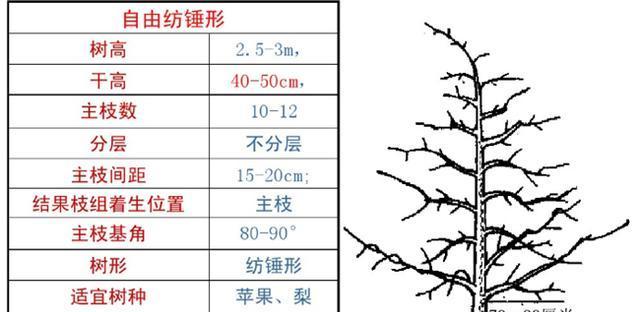 摘心打顶是栽培柑桔树的关键（掌握正确时间和方法）