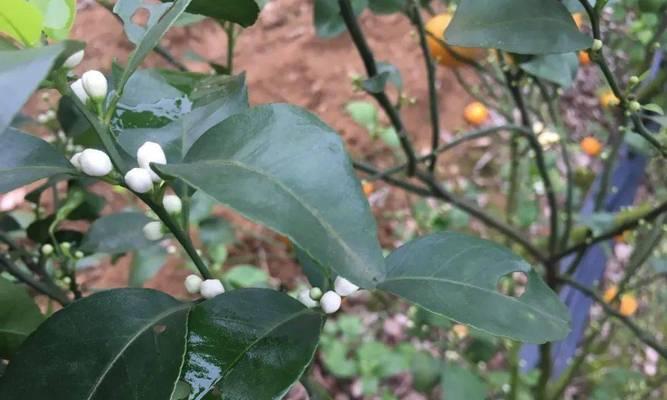 柑橘花期调控与促花方法（药物促花）