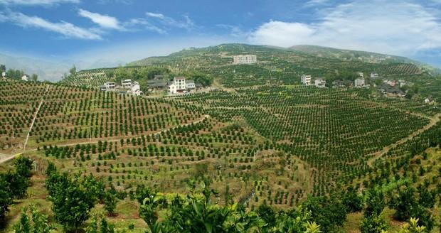 柑橘种植条件地理适宜区域探析（了解柑橘生长需要的气候和土壤特征）