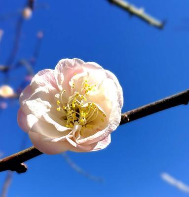 干枝梅开花时间及注意事项（冬季独秀的干枝梅）