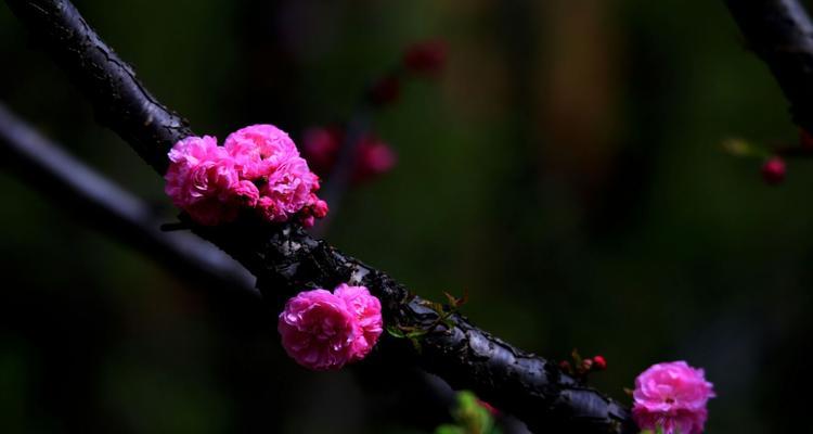 干枝梅的花期与开花时间（了解干枝梅开花规律）