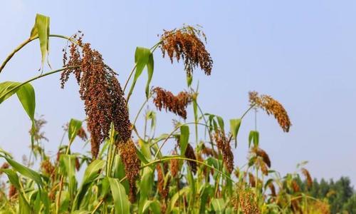 高粱的最佳收割时间（优化高粱种植）