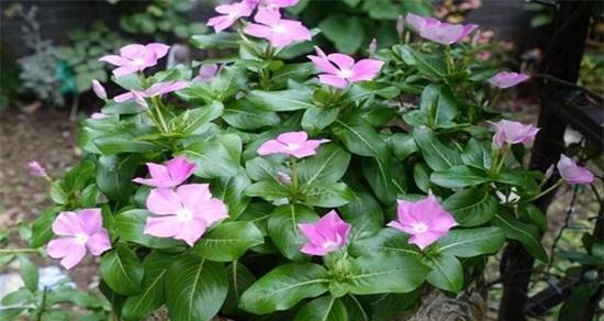 长春花几年生植物的生长特点（探索长春花多年生的奥秘）