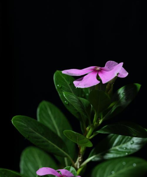 长春花（长春花吸甲醛效果神奇）