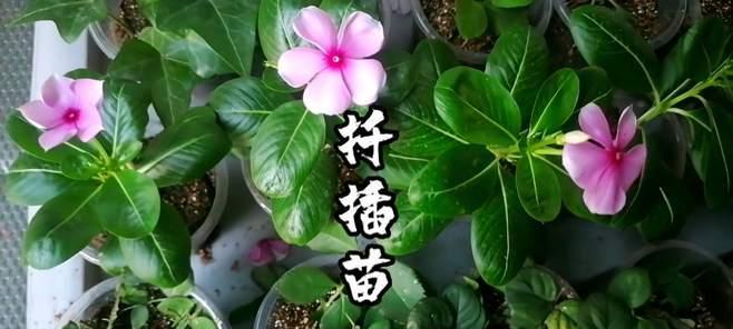 长春花扦插方法详解（从萌芽到成活）