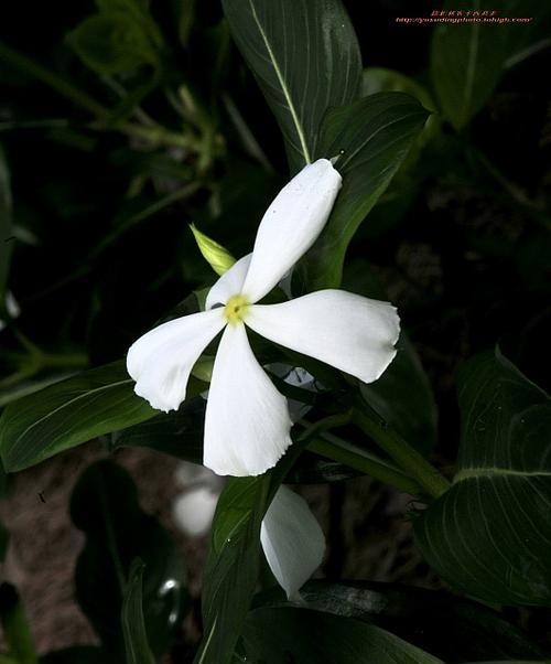 长春花的最低过冬温度（耐寒的花卉品种及生长环境）