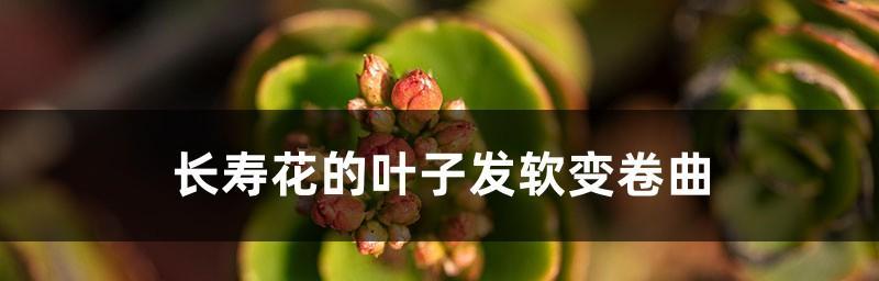 长春花叶子卷曲问题详解（原因分析与处理方法）