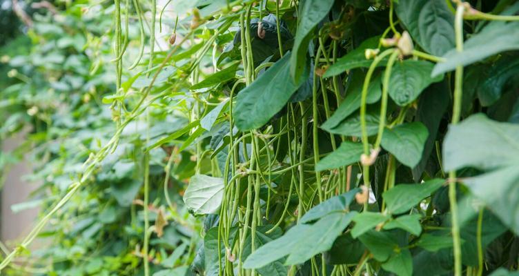 长豇豆的种植全攻略（时间）