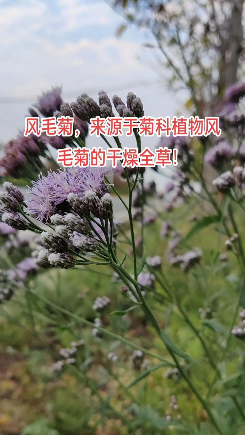 长毛草是什么草（探究长毛草的种类）