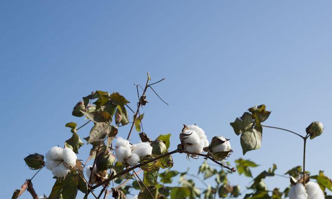 长绒棉种植的自然条件（从土壤到气候）