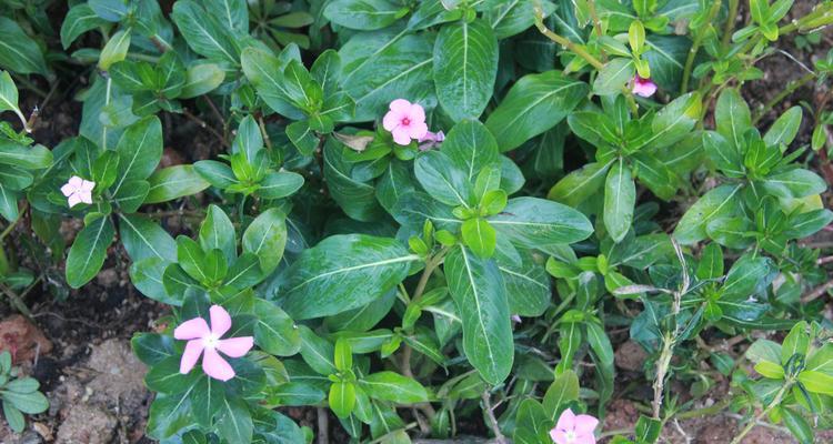 长沙市花是什么（揭开长沙市花的神秘面纱）