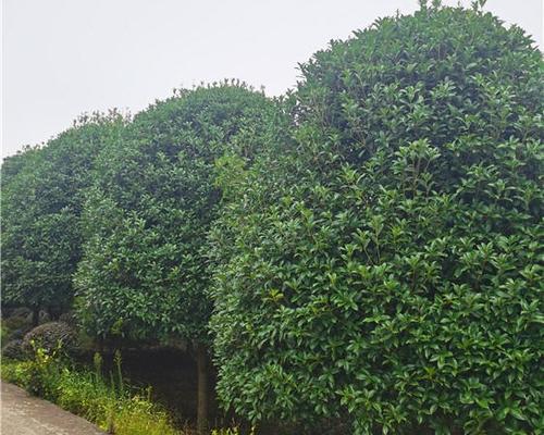 长沙适合种什么树（探索长沙城市树种多样性与种植技巧）