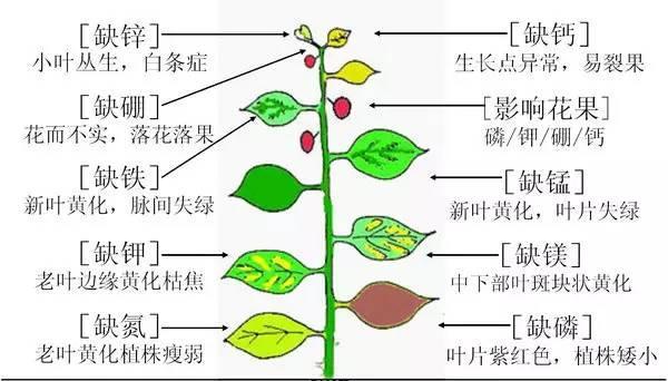 长生草养殖全攻略（从选种到管理）