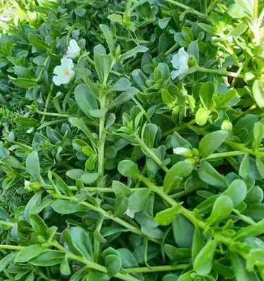 长寿菜的种植时间和方法（选季节种植）