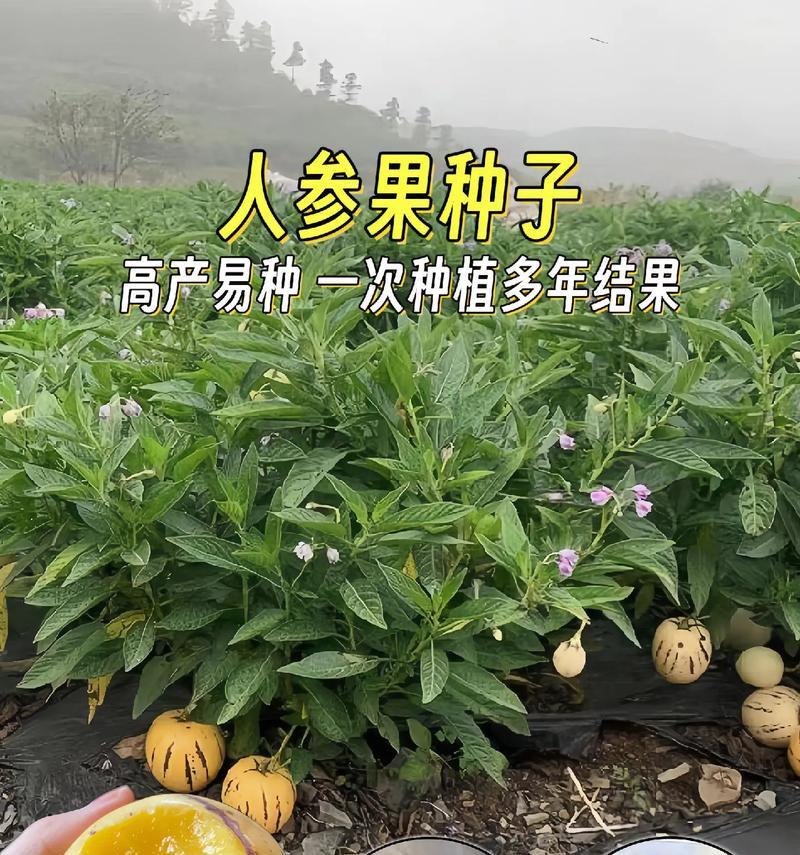 长寿果的神奇功效（解密长寿果的营养价值和保健功效）