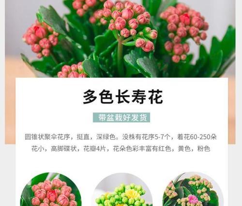 长寿花病虫害防治技术（有效的防治方法与技术措施）