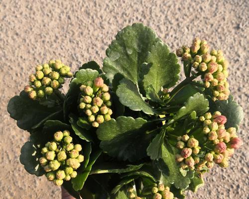 长寿花是多肉植物吗（多肉植物的生长环境和特点）